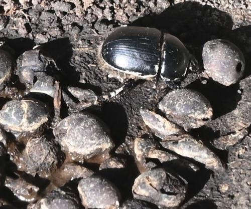 Réf. 351 786 : Sericotrupes niger